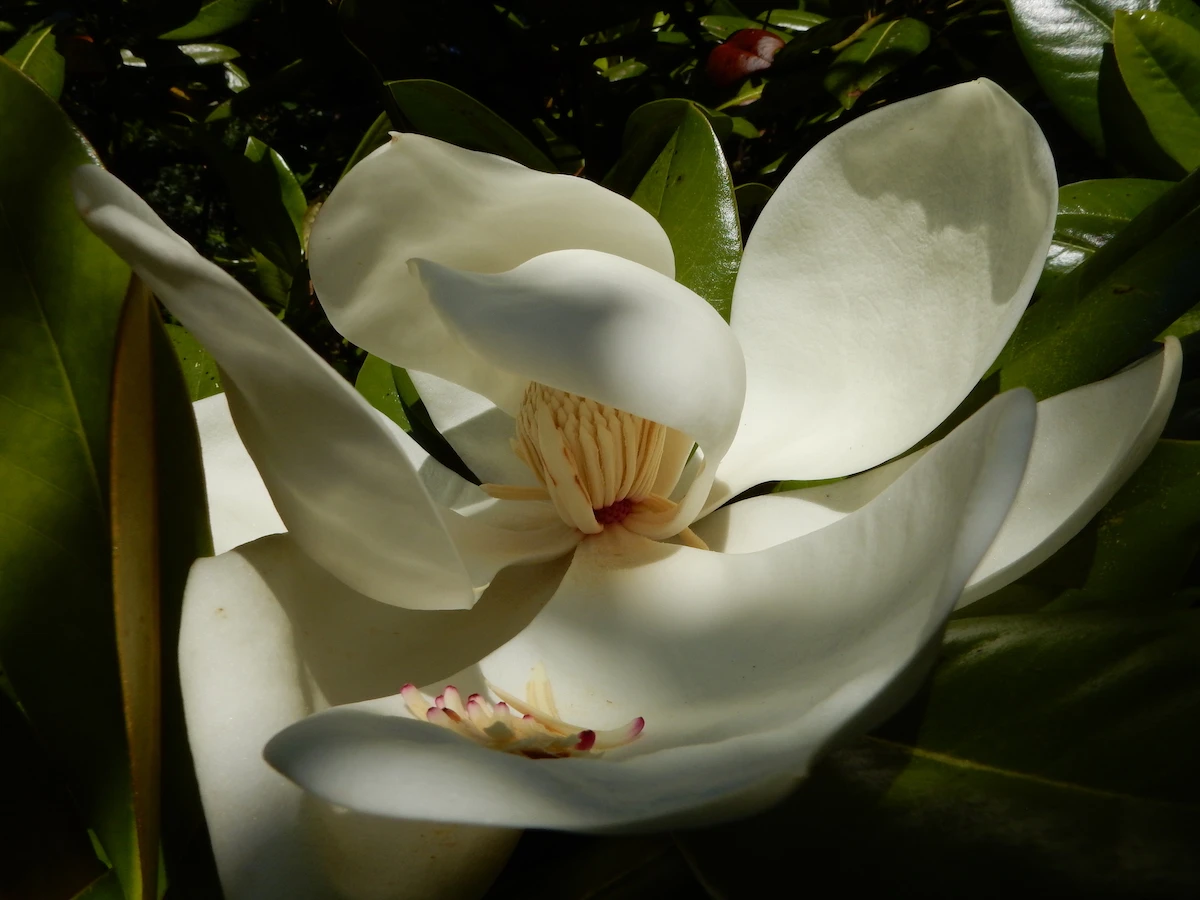 grandiflora